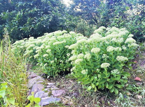 jak samodzielnie stworzyć dekoracyjny skalniak w przydomowym ogródku?